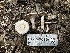  ( - HAY-F-005190)  @11 [ ] c (2023) Rudy Diaz Fungal Diversity Survey