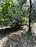  ( - HAY-F-005190)  @11 [ ] c (2023) Rudy Diaz Fungal Diversity Survey