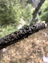  ( - HAY-F-005200)  @11 [ ] c (2023) Rudy Diaz Fungal Diversity Survey