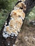  ( - HAY-F-005201)  @11 [ ] c (2023) Rudy Diaz Fungal Diversity Survey