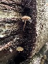  ( - HAY-F-005230)  @11 [ ] c (2023) Rudy Diaz Fungal Diversity Survey