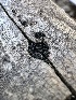  ( - LA-F-000133)  @11 [ ] c (2023) Rudy Diaz Fungal Diversity Survey