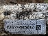 ( - LA-F-000133)  @11 [ ] c (2023) Rudy Diaz Fungal Diversity Survey