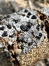  ( - LA-F-000134)  @11 [ ] c (2023) Rudy Diaz Fungal Diversity Survey