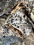  ( - LA-F-000134)  @11 [ ] c (2023) Rudy Diaz Fungal Diversity Survey