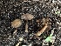  ( - HAY-F-005213)  @11 [ ] c (2023) Rudy Diaz Fungal Diversity Survey