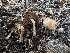  ( - HAY-F-005213)  @11 [ ] c (2023) Rudy Diaz Fungal Diversity Survey