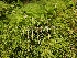  ( - HAY-F-003287)  @11 [ ] by (2023) Mandy Hackney Fungal Diversity Survey