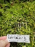  ( - HAY-F-003287)  @11 [ ] by (2023) Mandy Hackney Fungal Diversity Survey