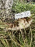  (Ganoderma adspersum - HAY-F-004196)  @11 [ ] by-nc (2023) Jaren Hockert Fungal Diversity Survey