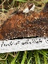  ( - HAY-F-004196)  @11 [ ] by-nc (2023) Jaren Hockert Fungal Diversity Survey