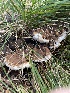  ( - HAY-F-004196)  @11 [ ] by-nc (2023) Jaren Hockert Fungal Diversity Survey