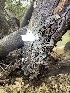  ( - HAY-F-004197)  @11 [ ] by-nc (2023) Jaren Hockert Fungal Diversity Survey