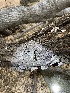  ( - HAY-F-004197)  @11 [ ] by-nc (2023) Jaren Hockert Fungal Diversity Survey