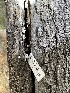  ( - HAY-F-004198)  @11 [ ] by-nc (2023) Jaren Hockert Fungal Diversity Survey