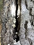  ( - HAY-F-004198)  @11 [ ] by-nc (2023) Jaren Hockert Fungal Diversity Survey