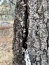  ( - HAY-F-004198)  @11 [ ] by-nc (2023) Jaren Hockert Fungal Diversity Survey