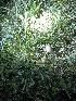  ( - HAY-F-004349)  @11 [ ] by-nc (2023) Jaren Hockert Fungal Diversity Survey
