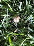  ( - HAY-F-004349)  @11 [ ] by-nc (2023) Jaren Hockert Fungal Diversity Survey