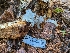  ( - HAY-F-004424)  @11 [ ] by-nc (2023) Stu Pickell Fungal Diversity Survey