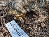  (Caulorhiza - HAY-F-004432)  @11 [ ] by-nc (2023) Stu Pickell Fungal Diversity Survey