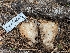  ( - HAY-F-004439)  @11 [ ] by-nc (2023) Stu Pickell Fungal Diversity Survey