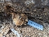  ( - HAY-F-004439)  @11 [ ] by-nc (2023) Stu Pickell Fungal Diversity Survey