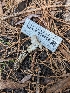  (Tricholoma moseri - HAY-F-004442)  @11 [ ] by-nc (2023) Stu Pickell Fungal Diversity Survey