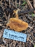  ( - HAY-F-004443)  @11 [ ] by-nc (2023) Stu Pickell Fungal Diversity Survey