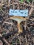 ( - HAY-F-004443)  @11 [ ] by-nc (2023) Stu Pickell Fungal Diversity Survey