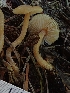  ( - HAY-F-000562)  @11 [ ] by-nc (2023) Harte Singer Fungal Diversity Survey