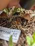  ( - HAY-F-004448)  @11 [ ] by-nc (2023) Stu Pickell Fungal Diversity Survey
