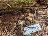  ( - HAY-F-004453)  @11 [ ] by-nc (2023) Stu Pickell Fungal Diversity Survey