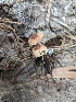  ( - HAY-F-004453)  @11 [ ] by-nc (2023) Stu Pickell Fungal Diversity Survey