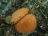  ( - HAY-F-000560)  @11 [ ] by-nc (2023) Harte Singer Fungal Diversity Survey