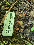  ( - HAY-F-000560)  @11 [ ] by-nc (2023) Harte Singer Fungal Diversity Survey
