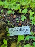  ( - HAY-F-000560)  @11 [ ] by-nc (2023) Harte Singer Fungal Diversity Survey