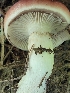  (Gomphidius smithii - HAY-F-000564)  @11 [ ] by-nc (2023) Harte Singer Fungal Diversity Survey