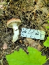  ( - HAY-F-000564)  @11 [ ] by-nc (2023) Harte Singer Fungal Diversity Survey