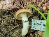  ( - HAY-F-000564)  @11 [ ] by-nc (2023) Harte Singer Fungal Diversity Survey