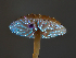  ( - HAY-F-004430)  @11 [ ] by-nc (2023) Stu Pickell Fungal Diversity Survey