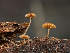  ( - HAY-F-004430)  @11 [ ] by-nc (2023) Stu Pickell Fungal Diversity Survey