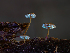  ( - HAY-F-004430)  @11 [ ] by-nc (2023) Stu Pickell Fungal Diversity Survey