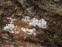  ( - HAY-F-004450)  @11 [ ] by-nc (2023) Stu Pickell Fungal Diversity Survey