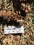  ( - HAY-F-005045)  @11 [ ] by-nc (2023) Dean Lyons Fungal Diversity Survey