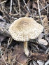  ( - HAY-F-005048)  @11 [ ] by-nc (2023) Dean Lyons Fungal Diversity Survey