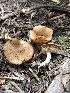  ( - HAY-F-005086)  @11 [ ] by-nc (2023) Dean Lyons Fungal Diversity Survey