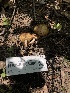  ( - HAY-F-005086)  @11 [ ] by-nc (2023) Dean Lyons Fungal Diversity Survey