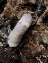  ( - HAY-F-005068)  @11 [ ] by-nc (2023) Dean Lyons Fungal Diversity Survey