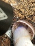  ( - HAY-F-005068)  @11 [ ] by-nc (2023) Dean Lyons Fungal Diversity Survey